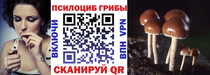 Псилоцибиновые грибы Psilocybe  Купить где  Чудово 